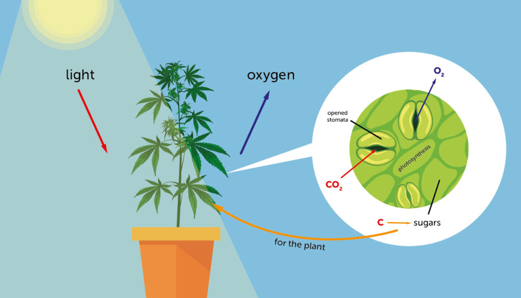 How Does Co2 Stay In Water